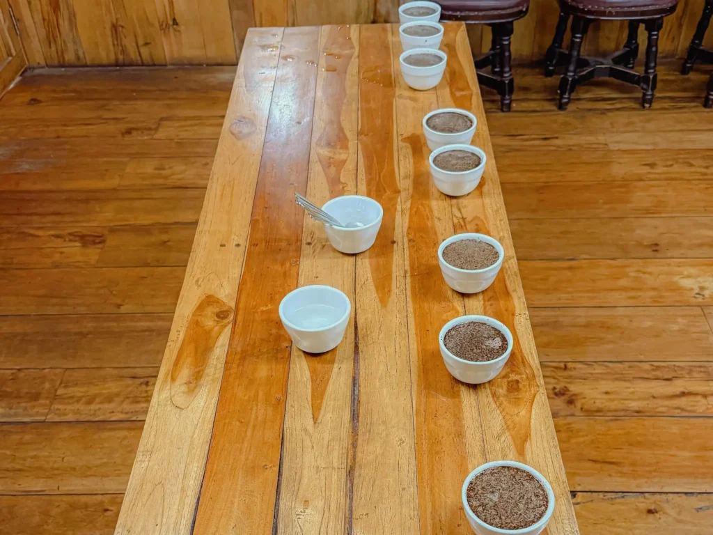 Eight white cups of brewed coffee arranged on a wooden table for a tasting flight at Tree Trek's Café Kotowa coffee tour in Boquete, Panama