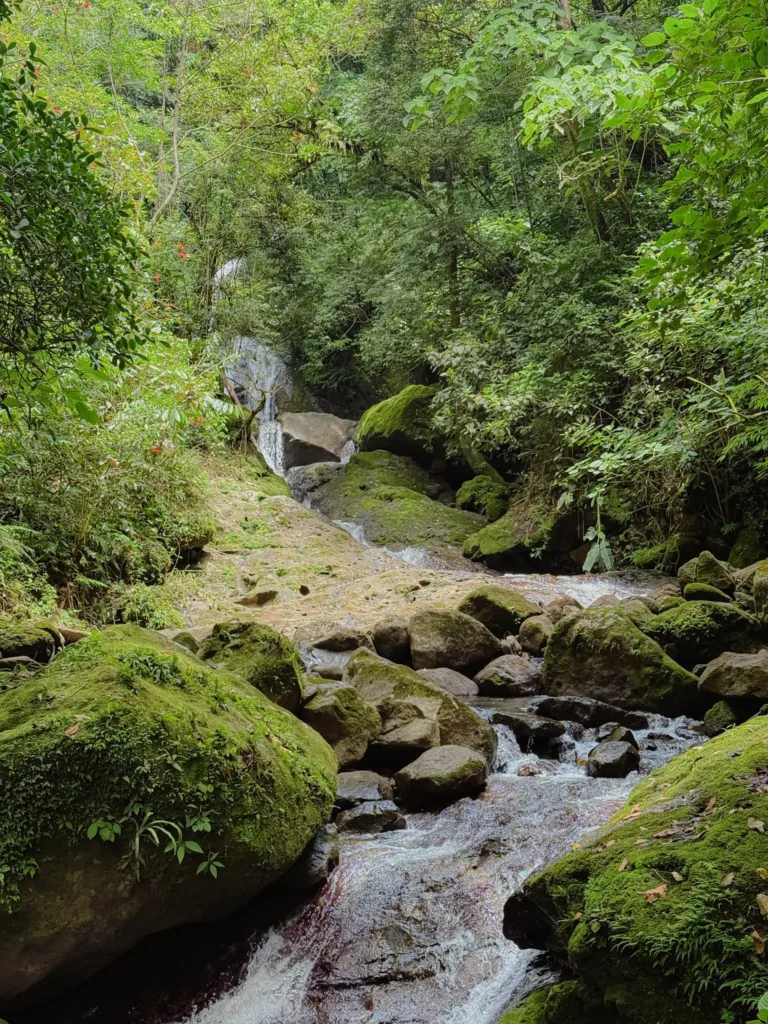 Clear stream rushing over moss-covered rocks through dense tropical forest on the India Dormida trail near Chorro el Escondido - Valle de Anton hiking