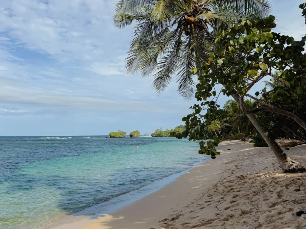 Palm trees, sea grape, and turquoise Caribbean water at Polo Beach on Isla Bastimentos, Panama