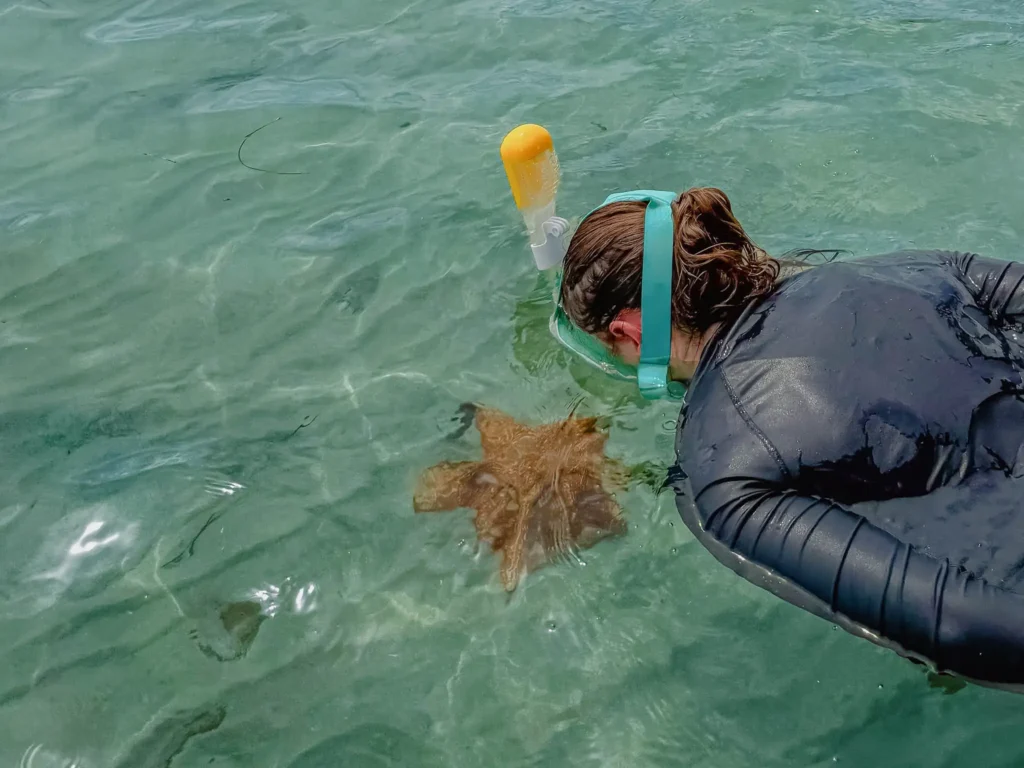 Snorkeler floating above an orange starfish at Starfish Beach Panama in Bocas del Toro