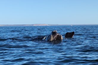 Southern right whale surfacing off the Valdés Peninsula in Atlantic Patagonia