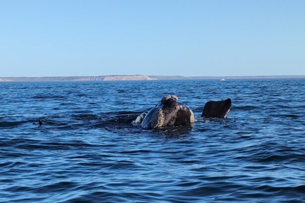 Southern right whale surfacing off the Valdés Peninsula in Atlantic Patagonia