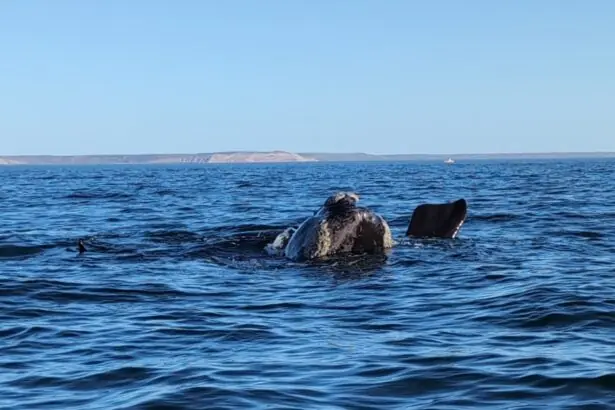 Southern right whale surfacing off the Valdés Peninsula in Atlantic Patagonia