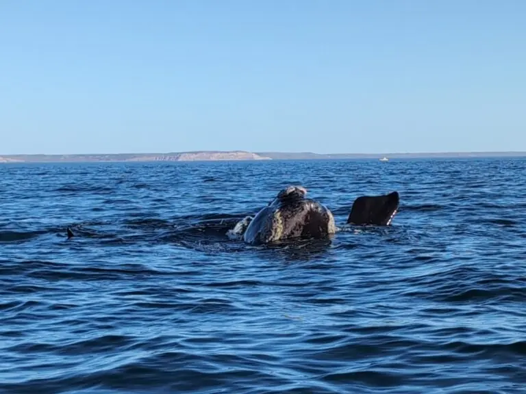 Southern right whale surfacing off the Valdés Peninsula in Atlantic Patagonia