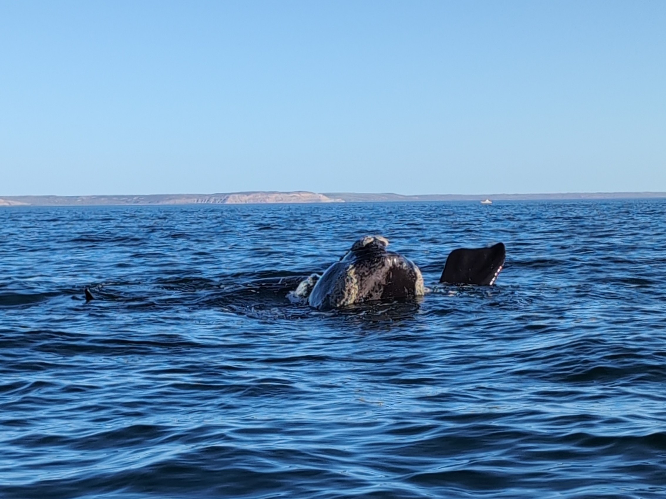 Southern right whale surfacing off the Valdés Peninsula in Atlantic Patagonia
