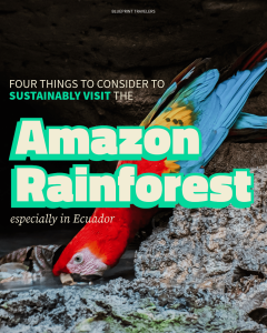 16082024_Sustainability and the Rainforest-1