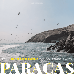 20240729_Paracas Budget Alternative to the Galapagos-1