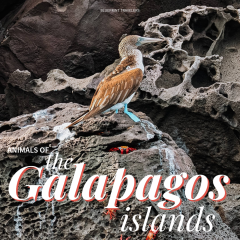 20240731_Galapagos 1-1