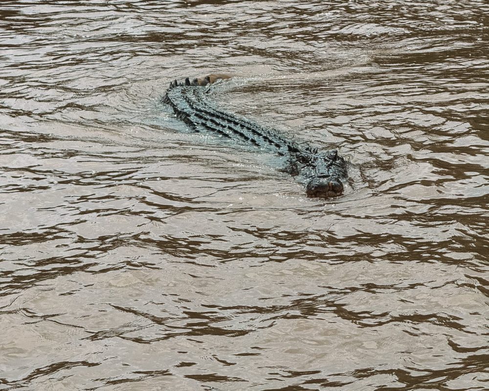 A crocodile swimming in brown water - day trips from Darwin