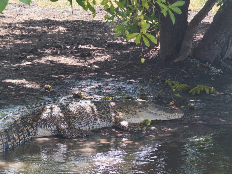 A crocodile laying under a tree on a river bank - 1 day kakadu tours from Darwin