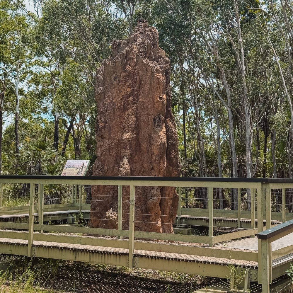 A tall termite mound - day trips from Darwin