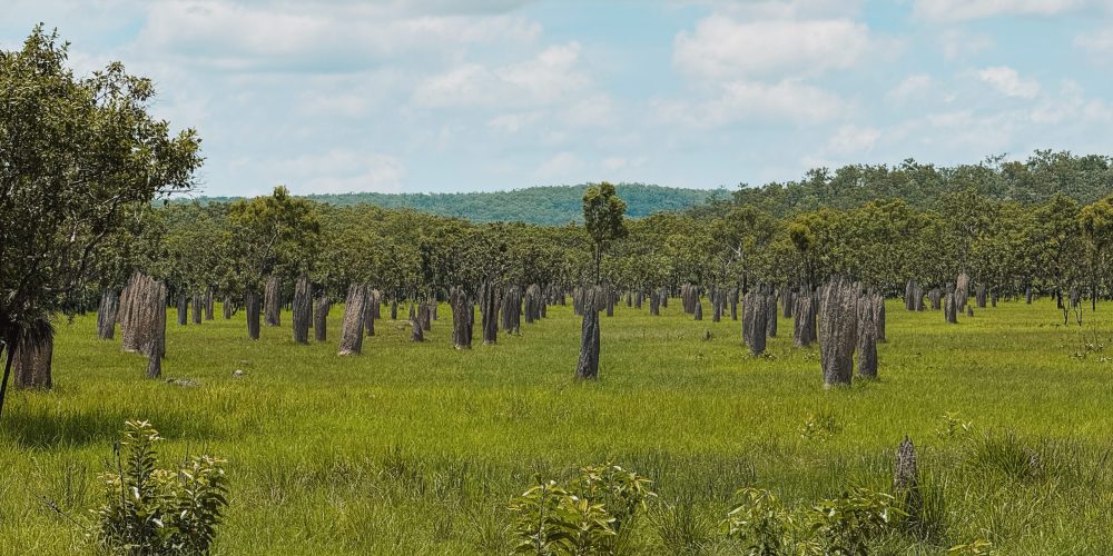 A field full of tomb-like termite mounds - day trips from Darwin
