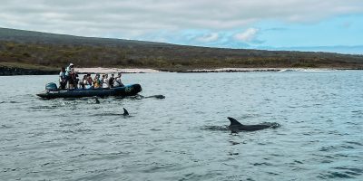 The dinghies and the number of people allowed us to get close to some amazing animals, like these dolphins