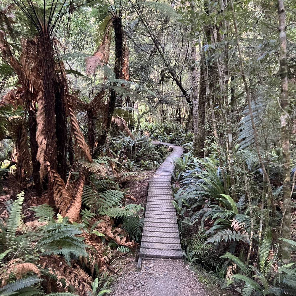 New Zealand-Catlins-Fiordland-Milford Sound-8 A pathway through a forest near Milford Sound