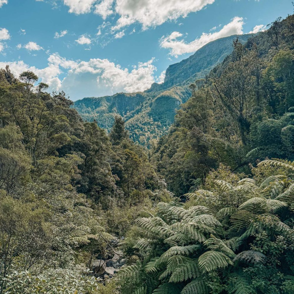 A forest with large ferns in the Coromandel Peninsula on the North Island