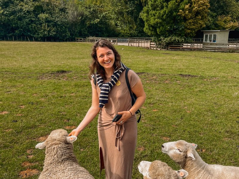 A woman feeding three sheep outside of Rotorua