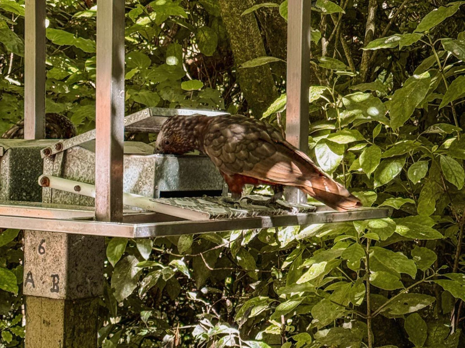 A bird eating out of a bird feeder in a forest as one of the top things to do in New Zealand