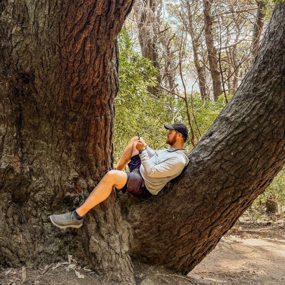 A man laying on a branch of a tree reading something - Wellington itinerary