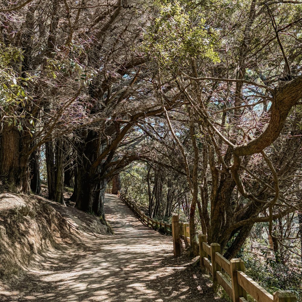New Zealand-North Island-Wellington-27 A path surrounded by trees in Wellington