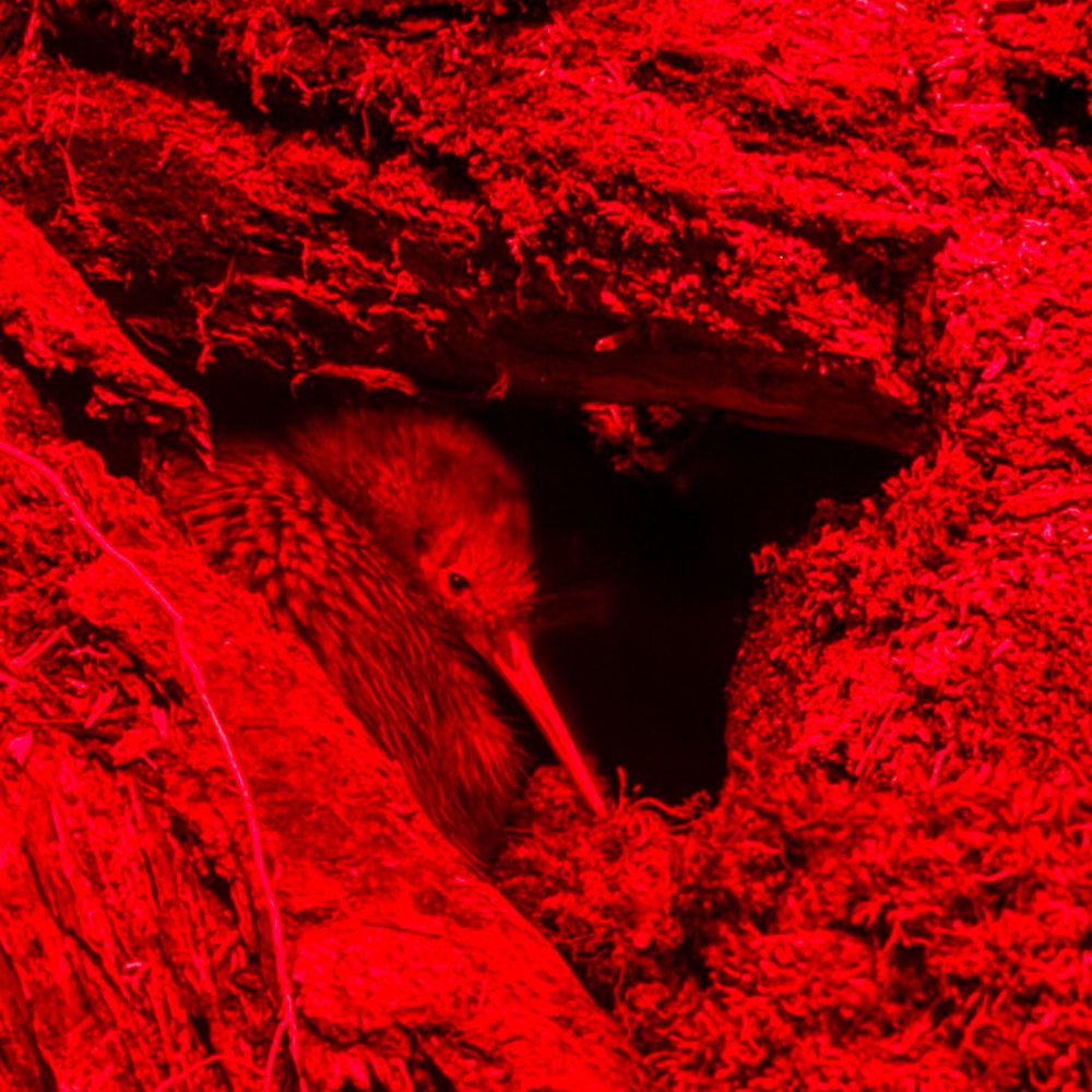 New Zealand-North Island-Wellington-34 A bird curled up in a hole under red lights outside of Wellington