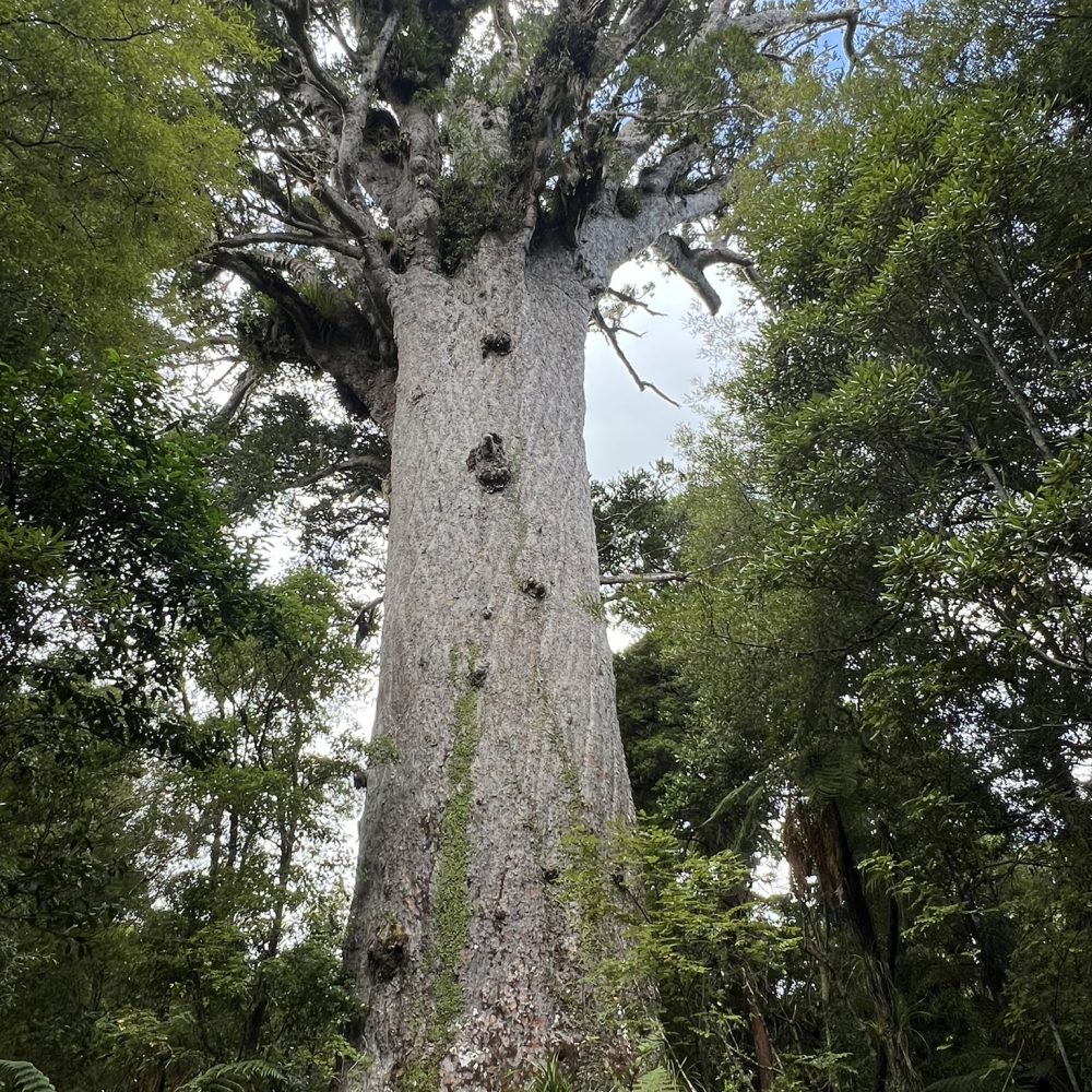 New Zealand – Northland – 2 Enormous tree in a forest