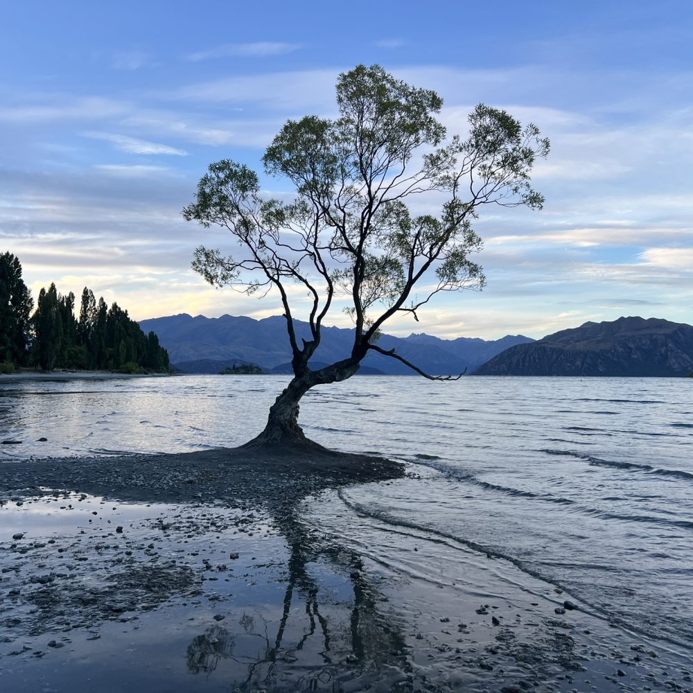 New Zealand-Wanaka-Southern Alps-Fox Glacier-10 A tree coming out of a lake surrounded by the Southern Alps mountains
