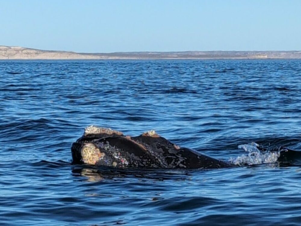 A whale poking up above the ocean - whale watching in Puerto Madryn - traveling to Patagonia