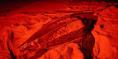 A huge turtle laying in the sand under a red light as part of the Suriname itinerary