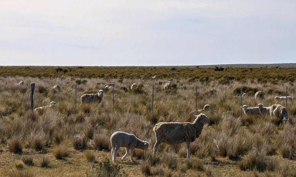 A flock of sheep grazing on tall yellow grass and bushes - Valdes Peninsula