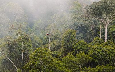 The rainforest, as seen from Napo Wildlife Center's watchtower