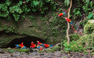 Yasuní National Park_Napo Wildlife Center_Ecuador Rainforest-32