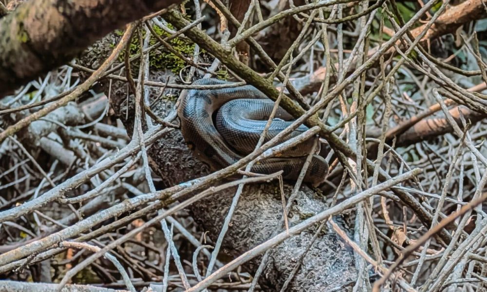 A snake curled up on a branch amidst some trees in the rainforest