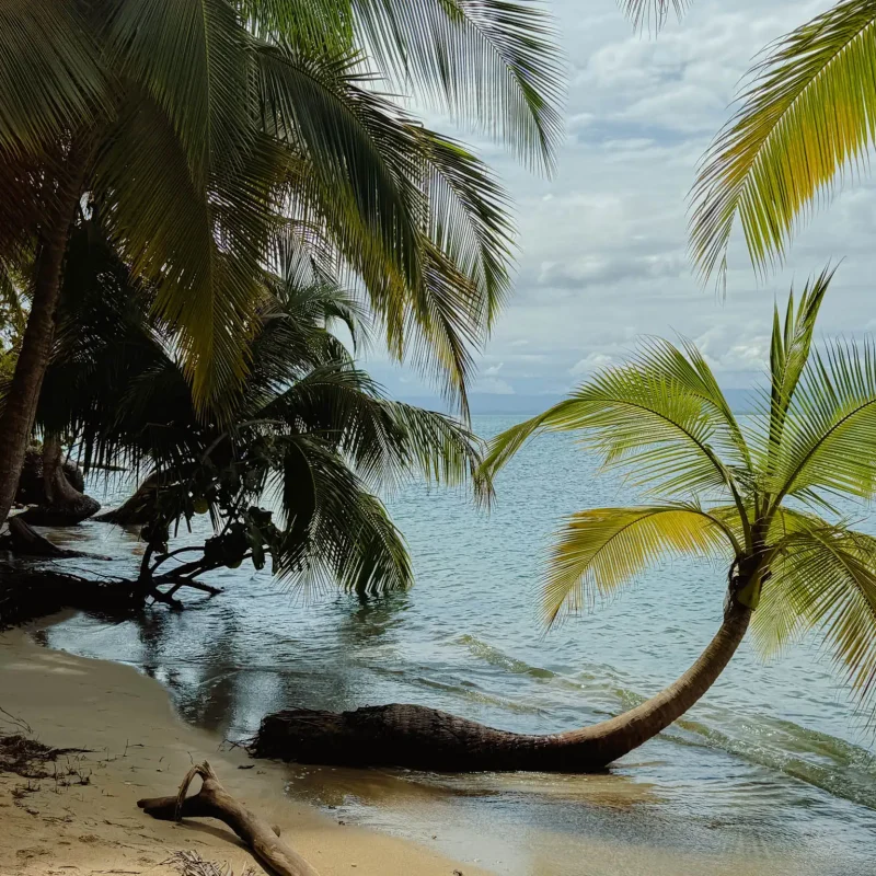 bocas-del-toro-quiet-palm-beach Leaning palm over an empty calm beach in Bocas del Toro