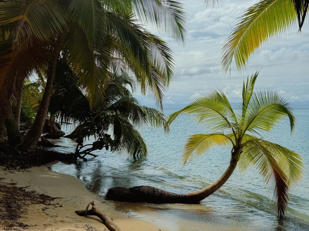 Leaning palm over an empty calm beach in Bocas del Toro