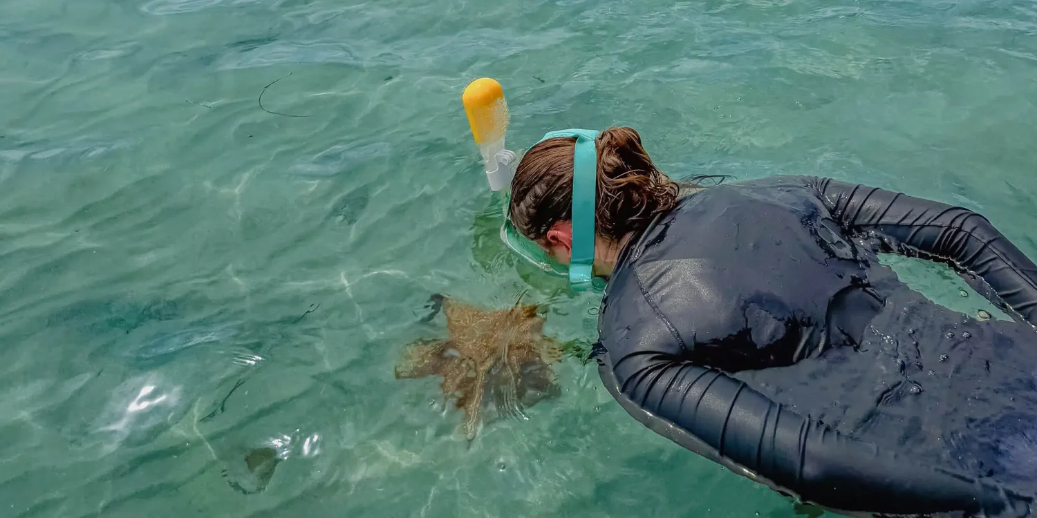 bocas-del-toro-snorkeling-starfish Snorkeler looking at a large starfish in clear shallow water in Bocas del Toro