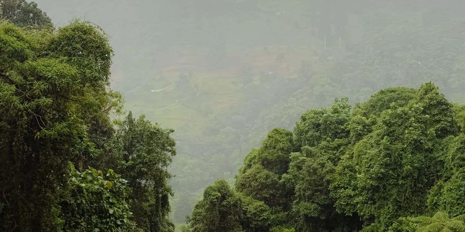 Dense green cloud forest disappearing into mist and rain in the highlands of Boquete Panama -- Boquete Panama