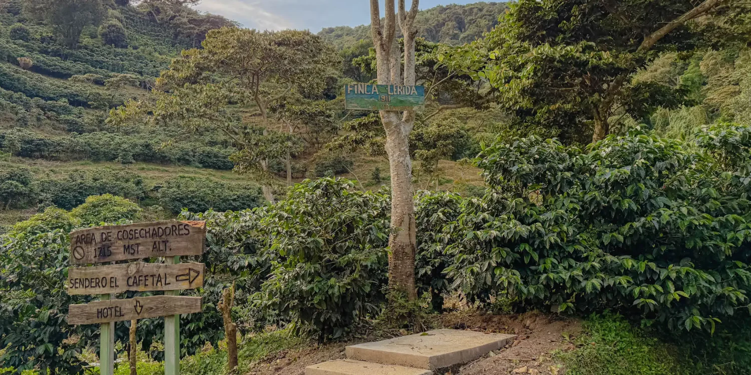 Wooden signpost on the Finca Lerida coffee plantation with rows of coffee plants climbing the hillside in Boquete Panama -- Boquete Panama