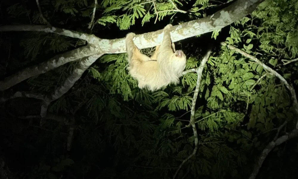 A sloth clinging to a tree branch in the Gamboa rainforest at night illuminated against dark jungle canopy -- Portobelo Panama