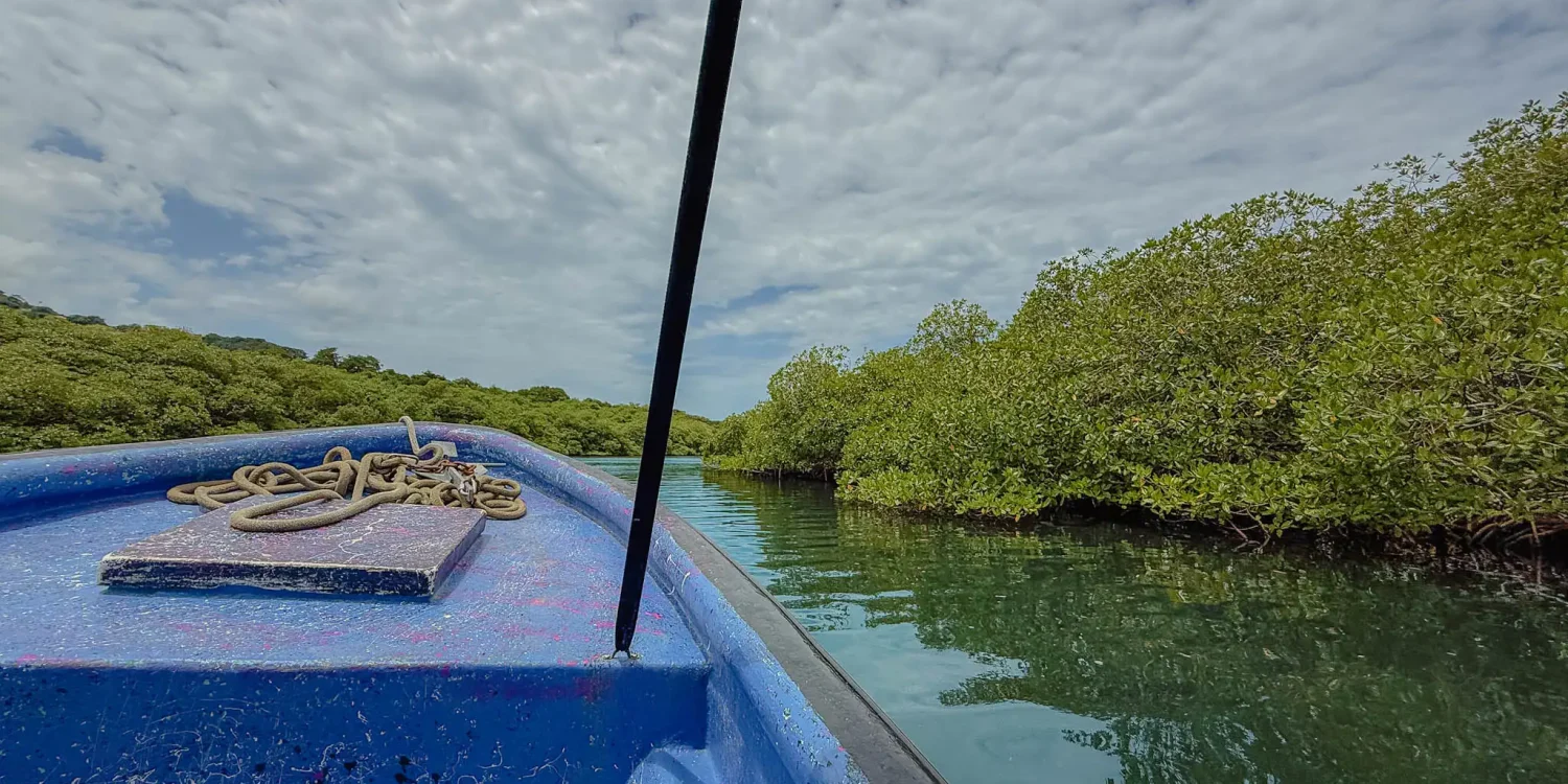 isla-grande-lancha-mangrove-channel-crossing View from the bow of a blue lancha moving through a mangrove channel on the crossing to Isla Grande -- Portobelo Panama
