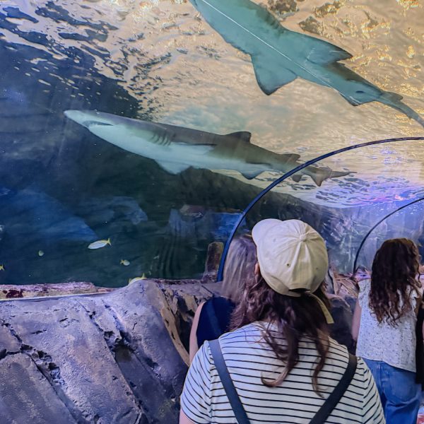 sydney_australia-2-1.jpg A girl looking up into a glass tunnel with sharks swimming above - top things to do in Sydney