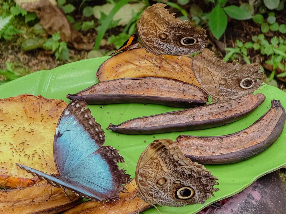 A blue morpho and owl butterflies feeding on overripe fruit at the Butterfly Haven in Valle de Anton -- Valle de Anton Panama